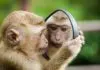 Wildlife Photography- from the photographer’s perspective A monkey looking at the mirror
